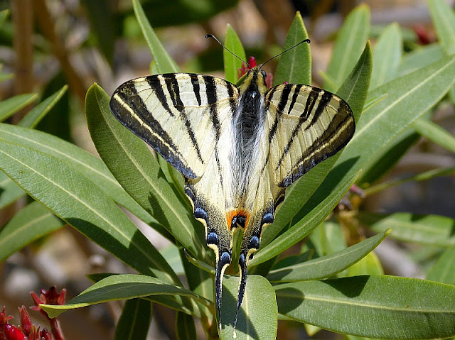 Iphiclides podalirius, Segelfalter