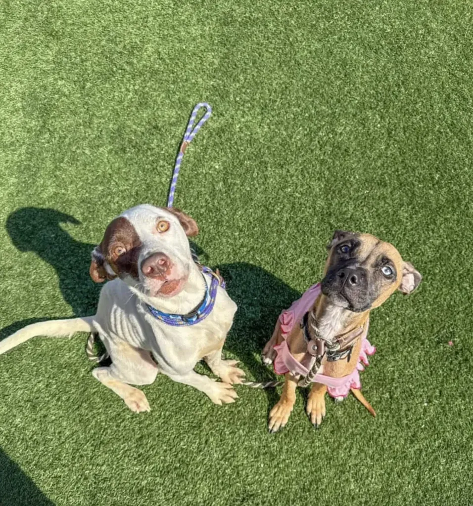 STRAY RESCUE OF ST. LOUIS