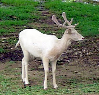 White Deer