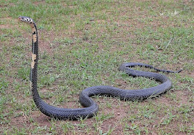 cobra del bosque Naja melanoleuca