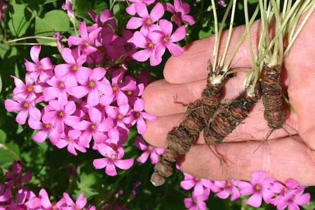 Кислица членистая (Oxalis articulata)