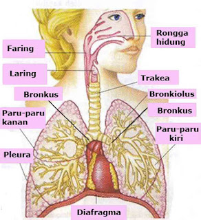  Sistem  dan Alat  Pernapasan  pada Manusia Juragan Les