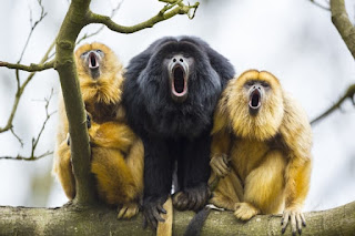 Top 10 Amazing Facts about Howling Monkeys