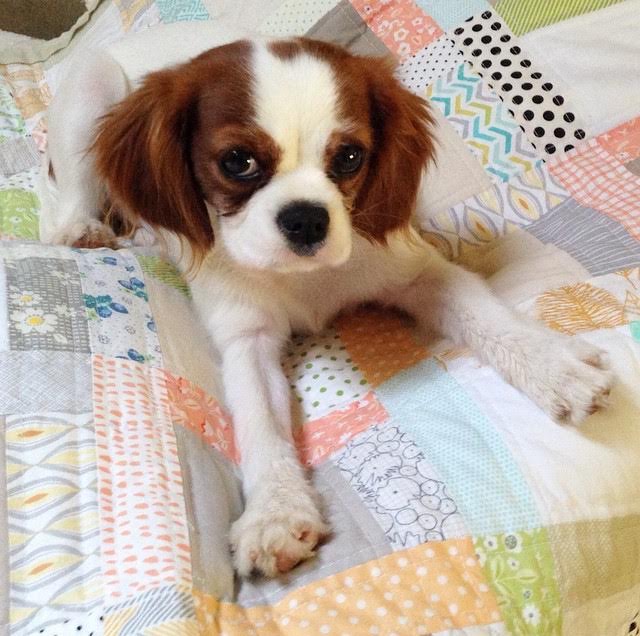 Blenheim Cavalier King Charles Spaniel puppy on scrappy quilt