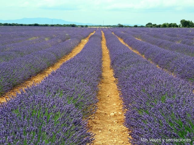 Campos de lavanda, Brihuega