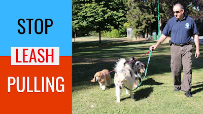How to train a dog to walk on a leash without pulling