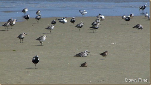 Birding Clamming_007