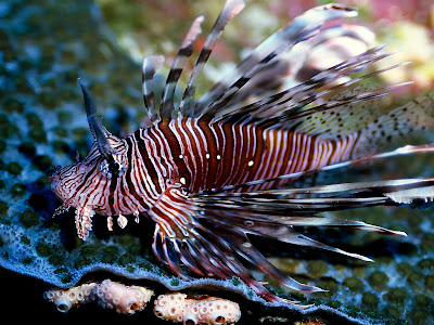 Ikan Tercantik Dii dunia