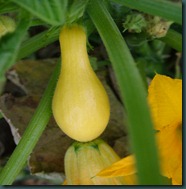 yellow squash0728 (4)