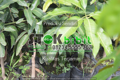Jabon                                   tanaman jabon putih