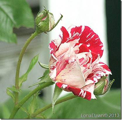 Rose_Scentimental_Bud