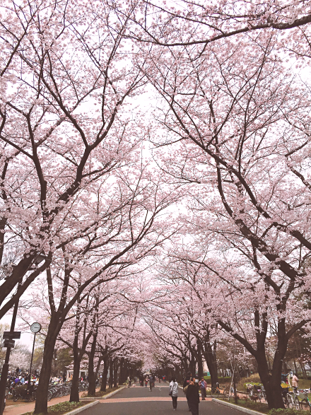 府中の森公園「花のプロムナード」桜並木