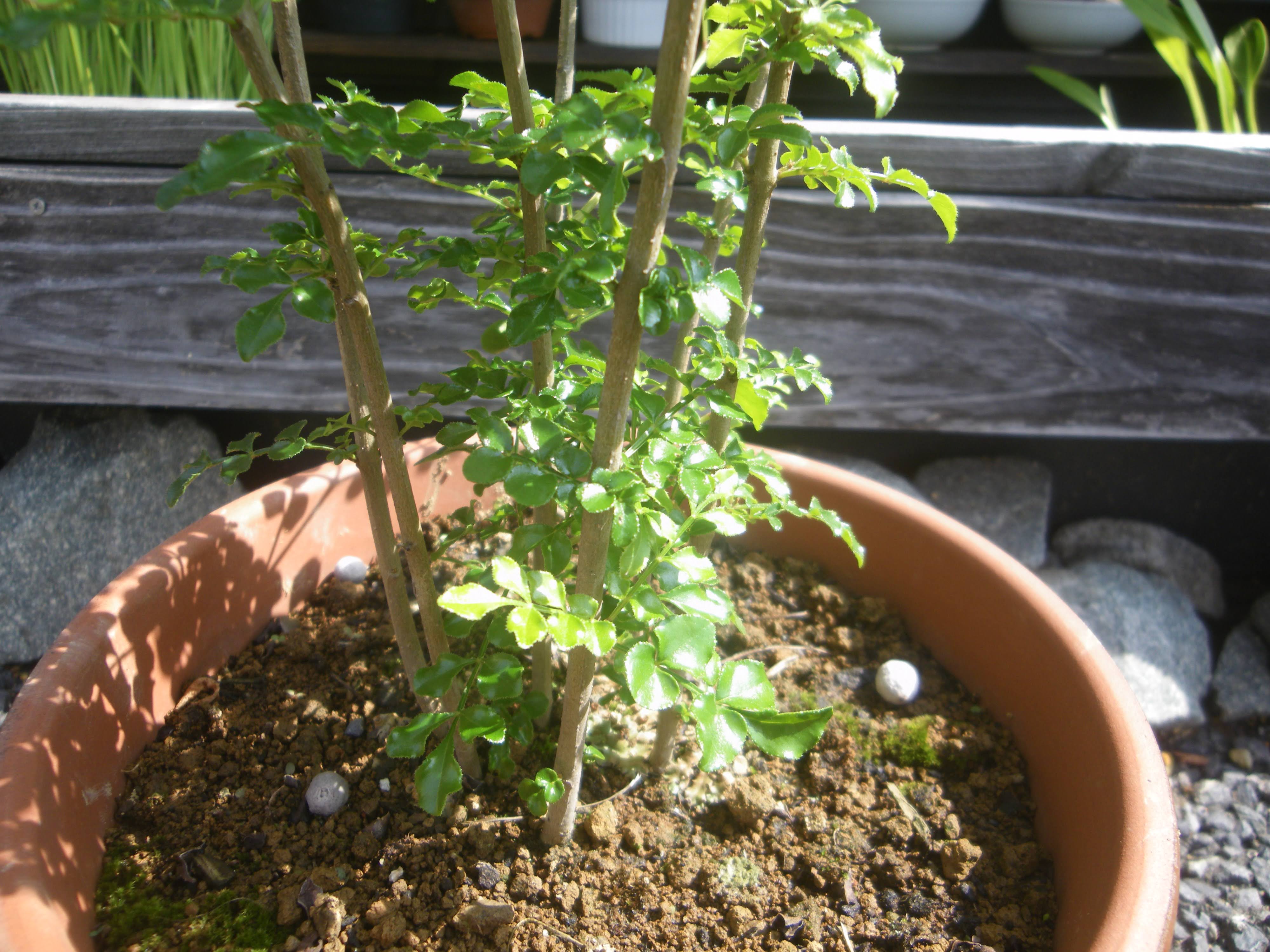 シマトネリコの鉢植えの育て方 植え付け編 肥料と剪定 メダカの大工