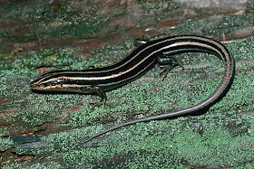 five lined skink Eumeces fasciatus