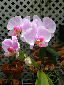 Moth orchid Phalaenopsis at Orchid World Barbados by garden muses-not another Toronto gardening blog