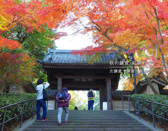 鎌倉の紅葉巡り：円覚寺