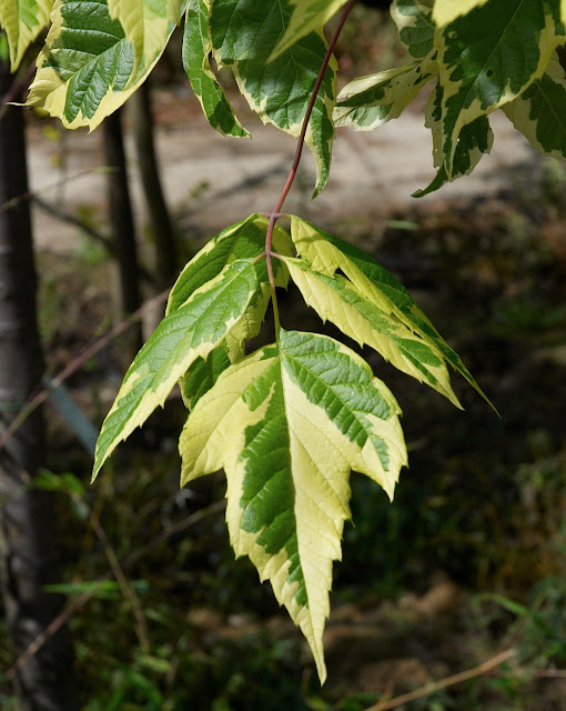 Acer negundo 'Aureo-variegatum'