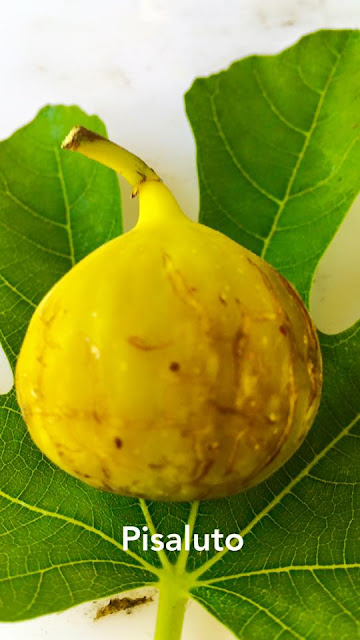 PISALUTO Figs