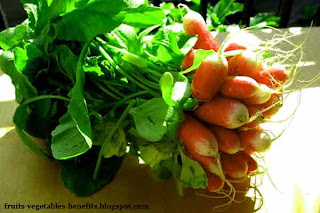 benefits_of_eating_radishes_fruits-vegetables-benefits.blogspot.com(benefits_of_eating_radishes_8)
