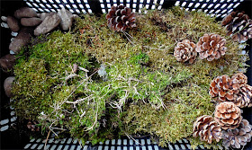 Moss for Pixie Hill fairy gardens - Nichola Battilana