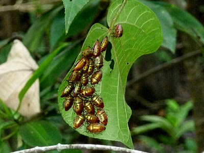 Shield Bugs (Calliphara nobilis)