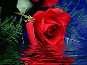 Red Rose In Water Flower Wallpaper