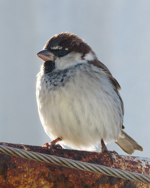 Sparrow, Nazario Sauro marina, Viale Italia, Livorno