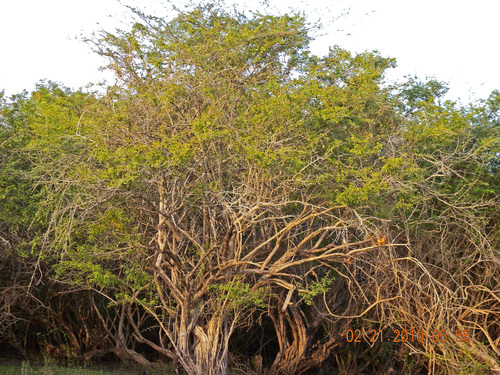 bakkam