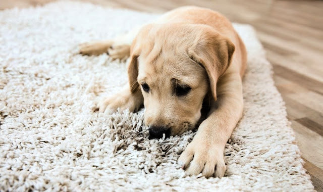 How to stop your dog from eating carpet