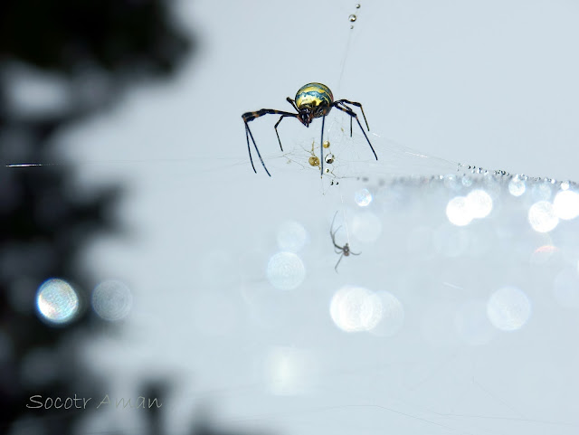 Nephila clavata