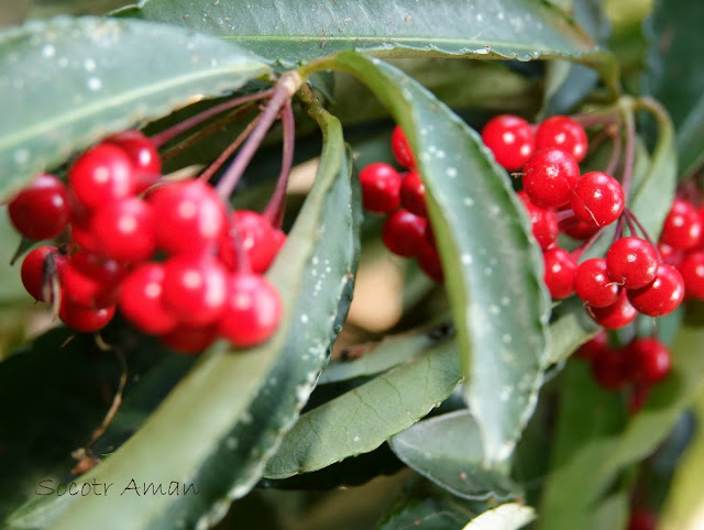 Ardisia crenata