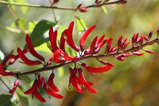 Coral Bean