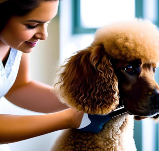 One of the most distinctive features of the Poodle is its unique grooming style. The traditional "poodle cut" involves shaving the hair close to the skin on most of the body, leaving tufts of longer hair on the legs, tail, and head.