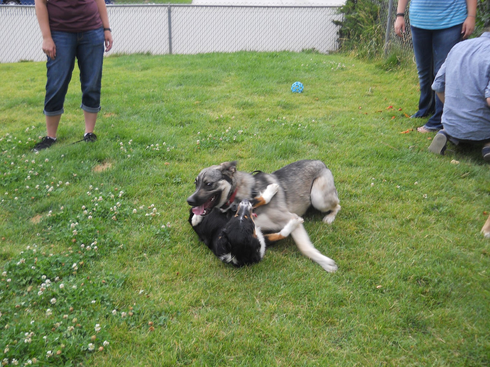 July Doggy Play Day | Sit Spot Click Dog Training Newberg ...