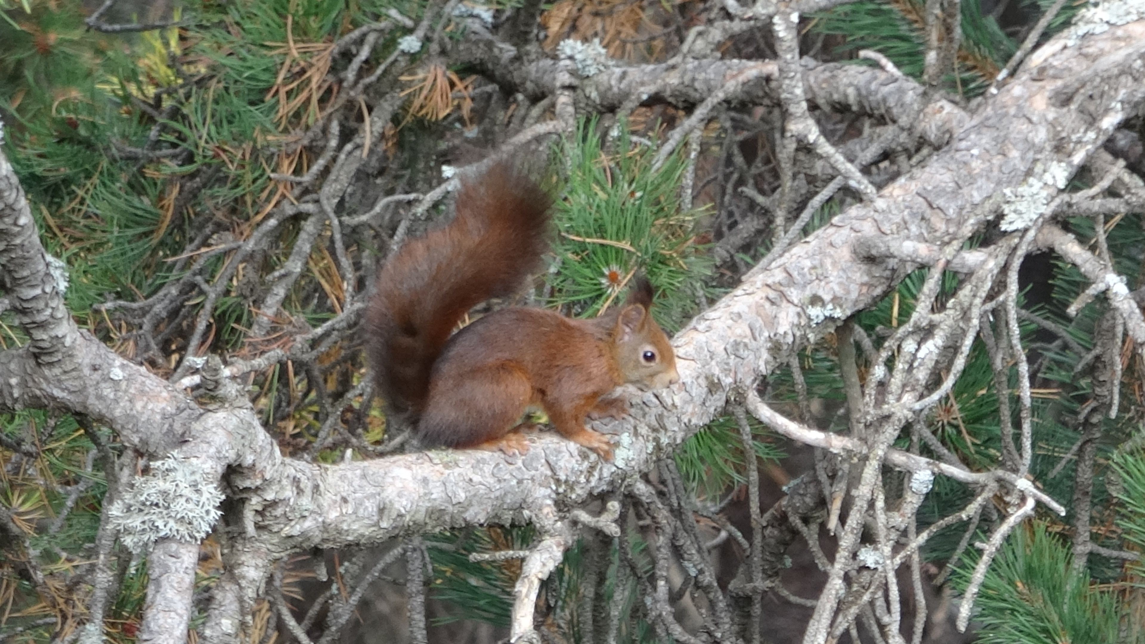 Circuito de interpretación de la fauna de La Molina