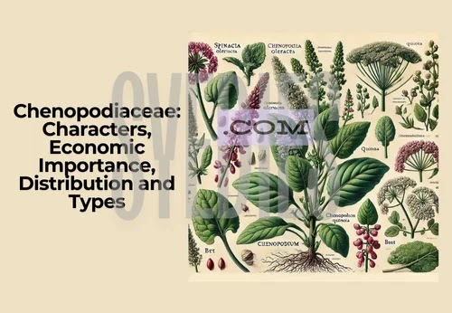 Chenopodiaceae: Characters, Economic Importance, Distribution and Types