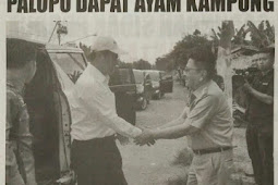 PALOPO DAPAT AYAM KAMPUNG.