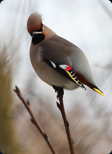 Amazing Beauty of Waxwing Birds12