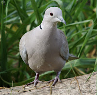 Tórtola turca (Streptopelia decaocto)