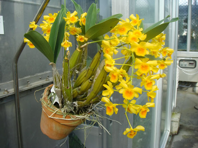 Kết quả hình ảnh cho Dendrobium chrysotoxum