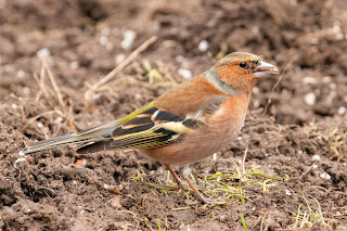 Chaffinch DFBridgeman