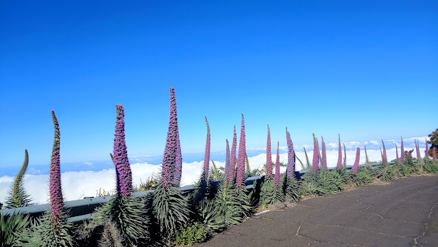 que-ver-tajinaste-isla-la-palma-mayor-variedad