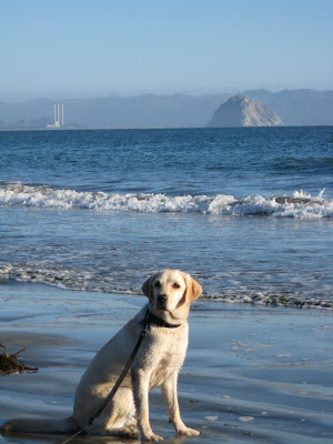 Poppy sitting on the beach with Morro Rock in the background 