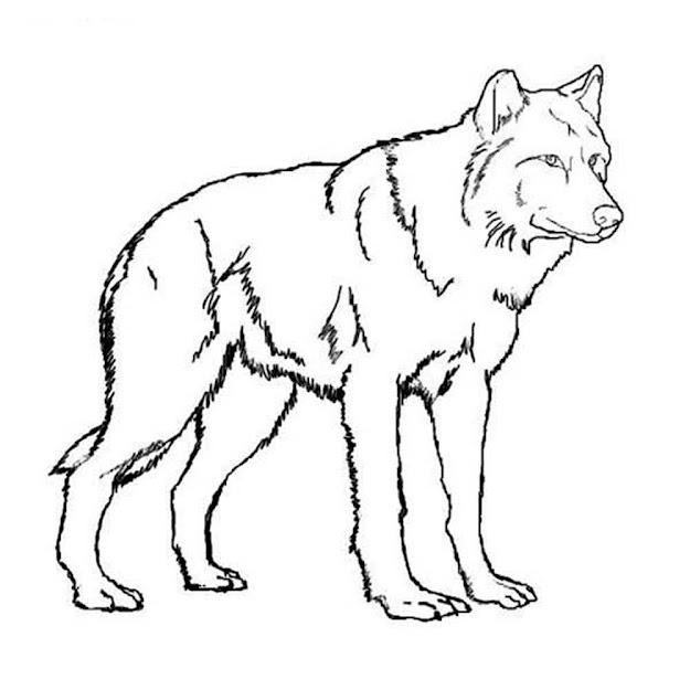  Coloring Pages  Realistic Wolf Coloring Pages Story Stone Ideas Wolf  Coloring Pages To 