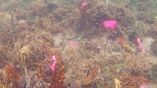 One of our project models, a Bluehead Wrasse in the marked territory of a Threespot Damselfish