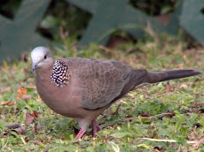 Mewarnai Gambar Burung Tekukur