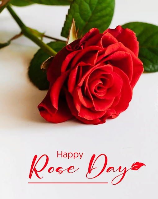 Rose Day Pics