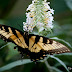 Butterflies and the Butterfly Bush