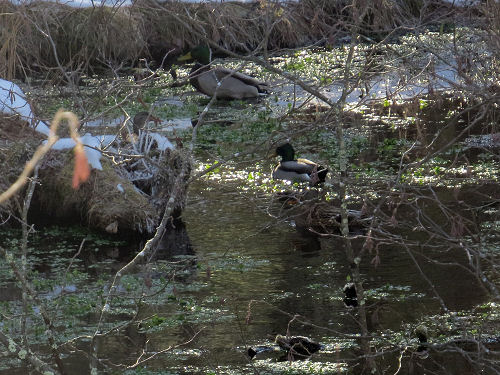 mallard ducks