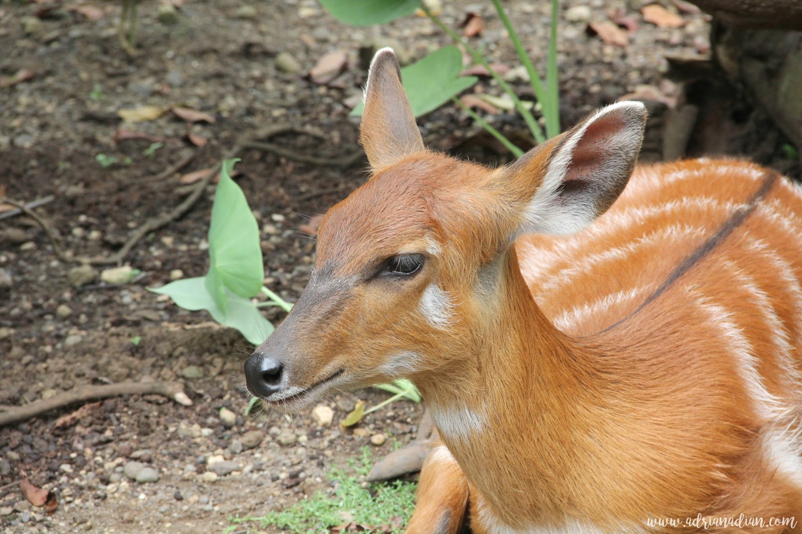 Ada Apa Di Kebun Binatang Ragunan Kini Daily Life A Mom Blogger